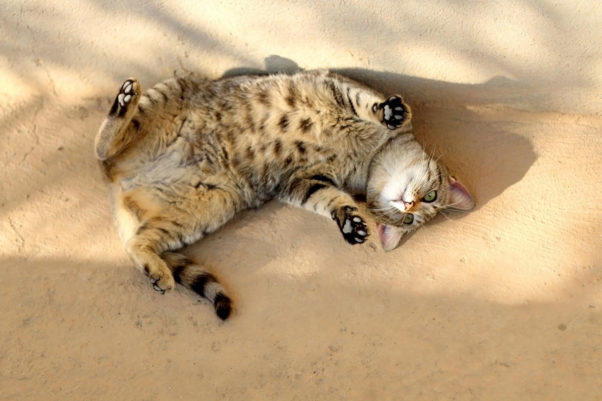 What Is Famotidine for Cats? I Pettable I ESA Experts